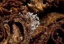 thumbs  mg 5836 Mold!! cigar art