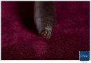 20100204_pslos_0005